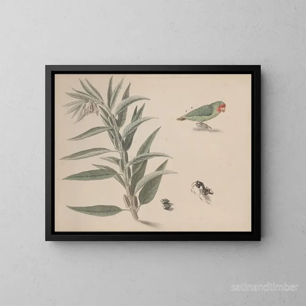 Reproduktion av målningen Histoire naturelle de Saint-Domingue Pl164 - René de Rabi