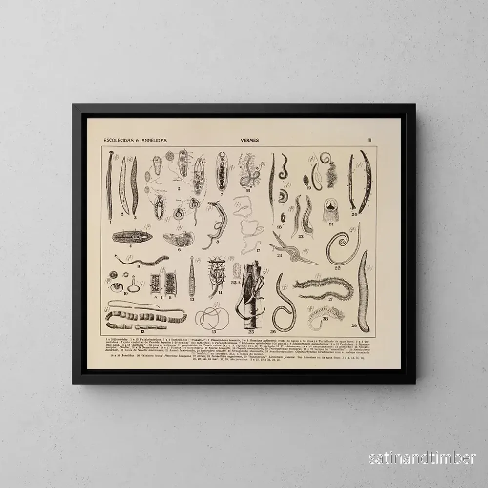 Reproduktion av målningen Atlas de la faune du Brésil Pl03 - Rodolpho von Ihering