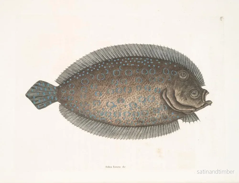 Reproduktion av målningen Solea lunata - Mark Catesby - Bild 2