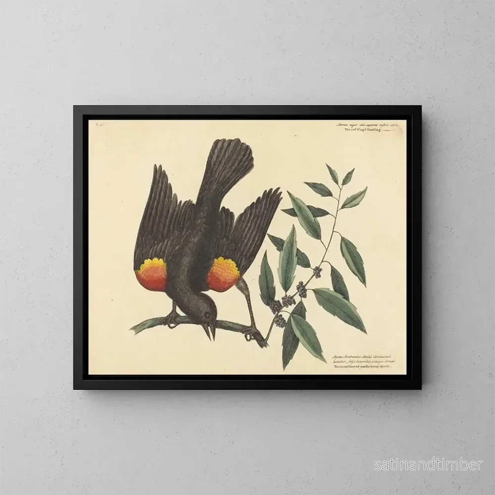 Reproduktion av målningen Le merle à ailes rouges - Mark Catesby