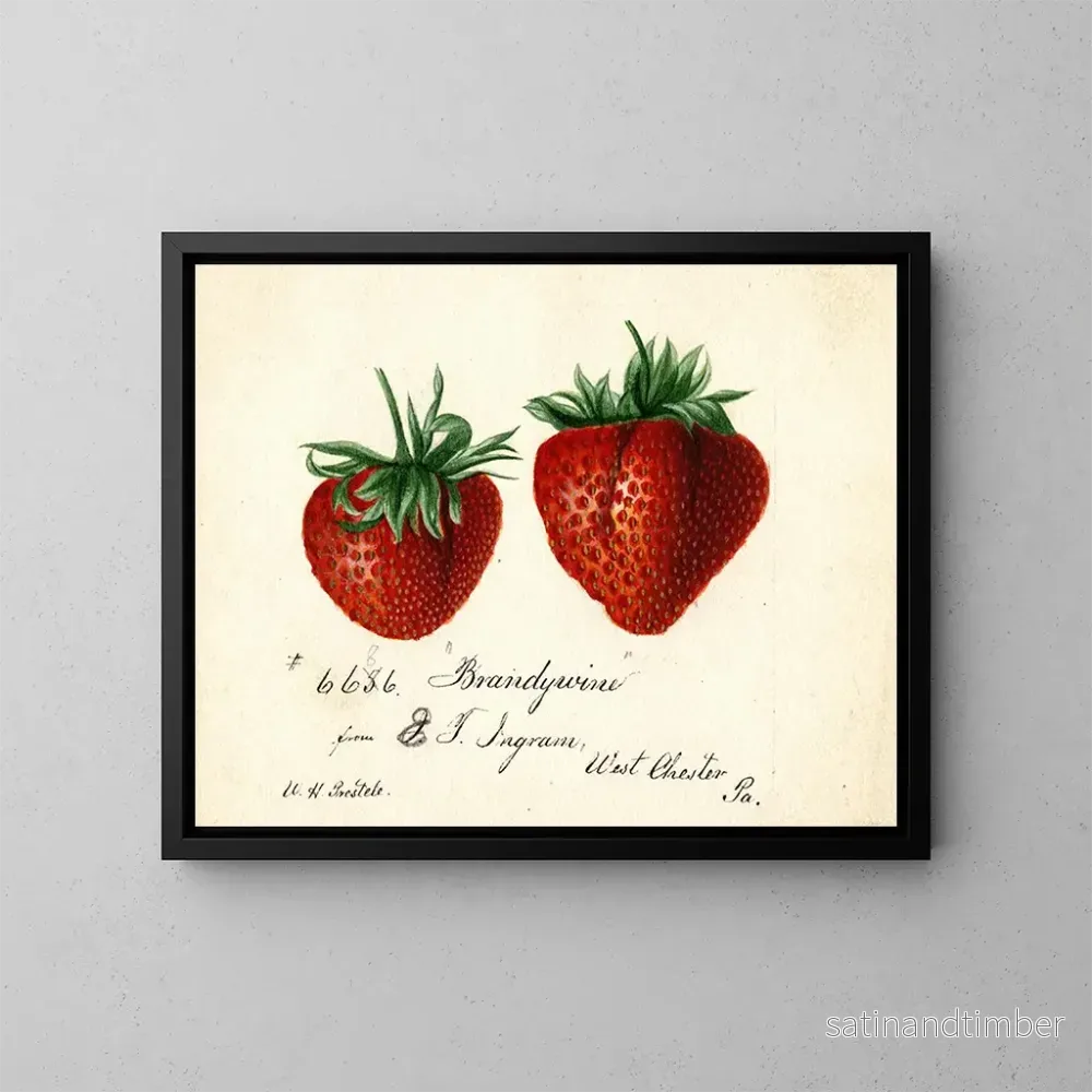 Reproduktion av målningen Fraise Brandywine - Deborah Griscom Passmore