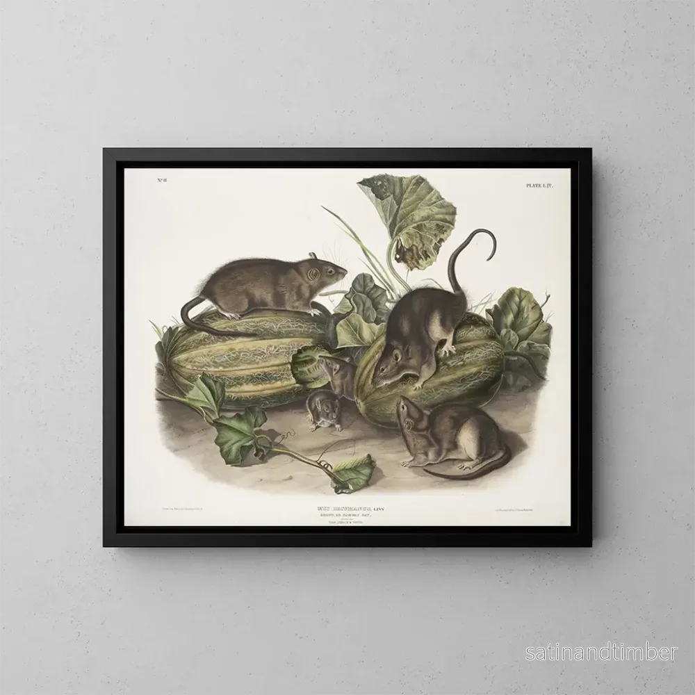 Reproduktion av målningen Råtta brun eller norsk råtta i naturlig storlek hane hona ung - John Woodhouse Audubon