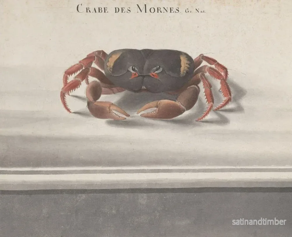 Reproduktion av målningen Histoire naturelle de Saint-Domingue Pl122 - René de Rabi - Bild 2