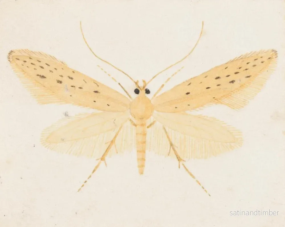 Reproduktion av målningen Aquarelle d'entomologie Pl144 - George Hudson - Bild 2