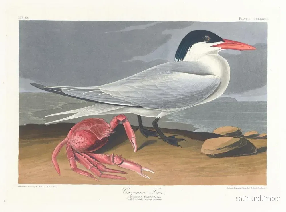 Reproduktion av målningen Cayenne terne - John James Audubon - Bild 2