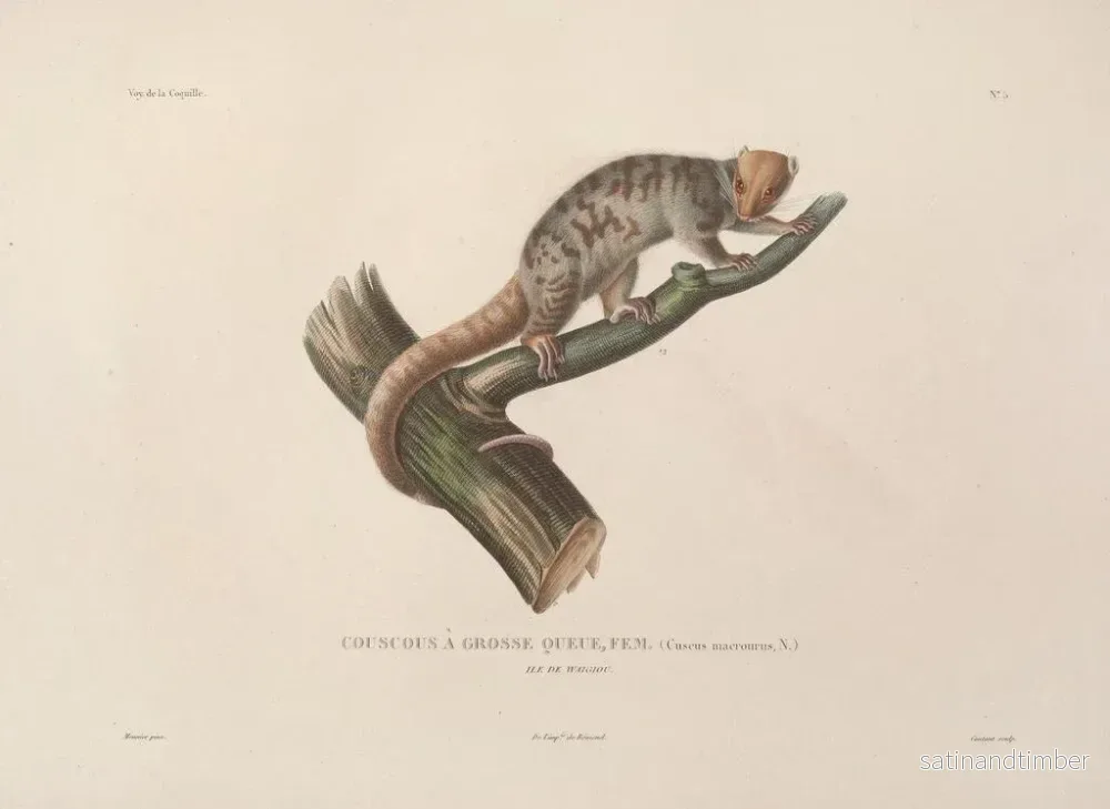 Reproduktion av målningen Voyage autour du monde Pl. 108 - Louis-Isidore Duperrey - Bild 2
