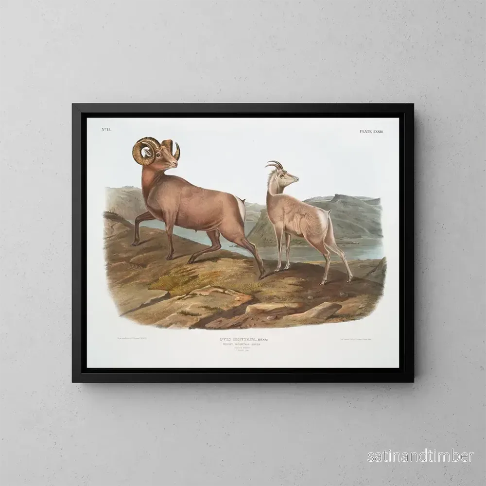 Reproduktion av målningen av bergsgetar, han och hona - John Woodhouse Audubon
