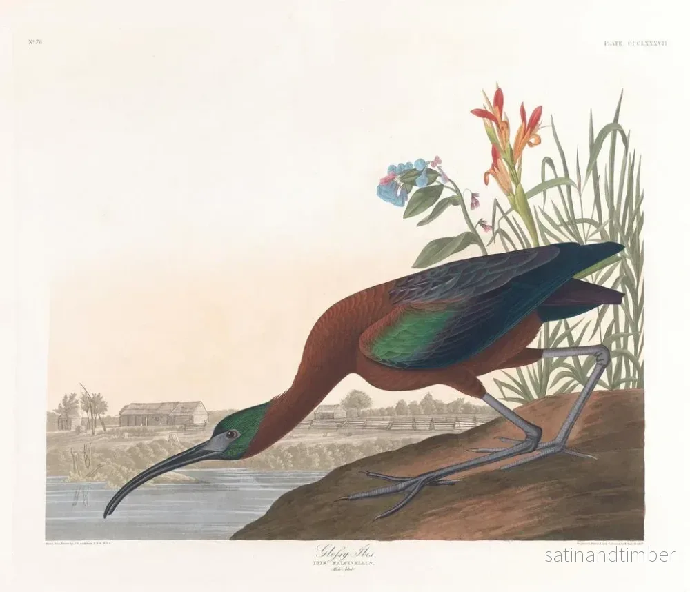 Reproduktion av målningen Ibis falcinelle - John James Audubon - Bild 2