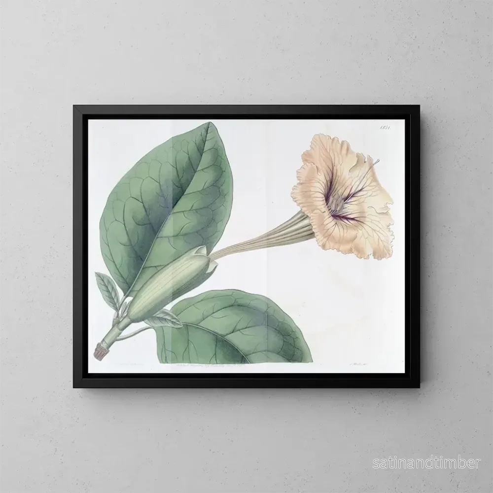 Reproduktion av målningen Solandra à fleurs tachetées - Sydenham Edwards