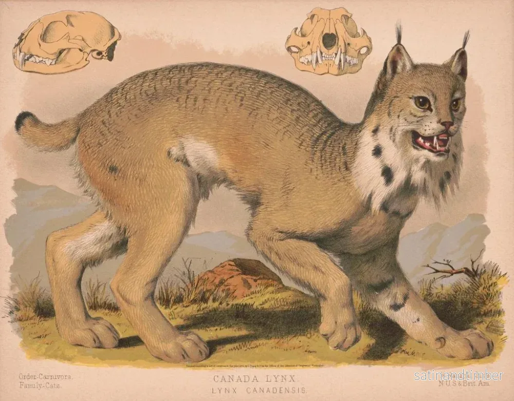Reproduktion av målningen Lynx du Canada - Louis Prang Co - Bild 2