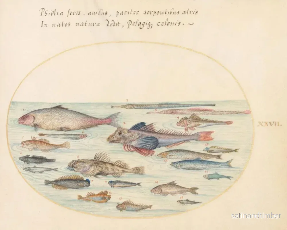Reproduktion av målningen Planche 27: Blennies, skorpionfiskar och andra fiskar - Joris Hoefnagel - Bild 2