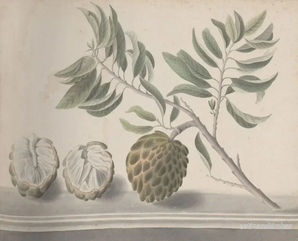 Reproduktion av målningen Histoire naturelle de Saint-Domingue Pl153 - René de Rabi - Bild 2
