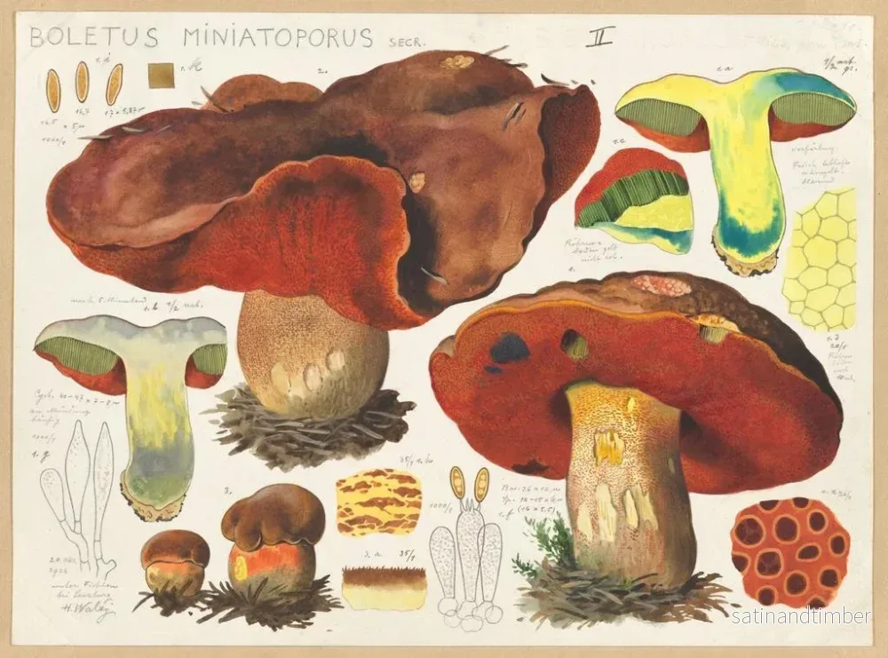 Reproduktion av målningen Boletus miniatoporus - Hans Baldung - Bild 2