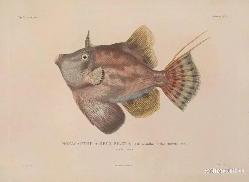 Resa runt världen — plansch 015 — Louis-Isidore Duperrey - Bild 2