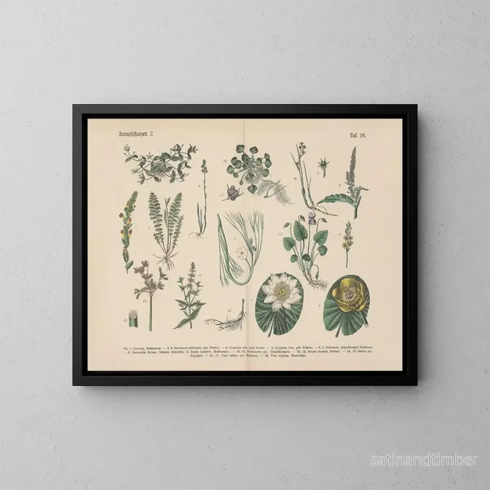 Reproduktion av målningen Manuel de botanique pratique en mots et en images Pl18 - Carl Hoffmann