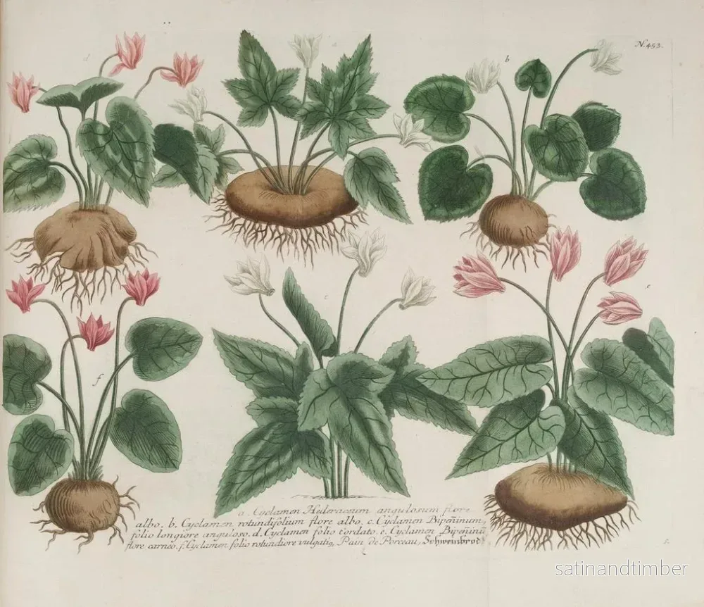 Reproduktion av målningen Phytanthoza iconographia Pl. 176 - Johann Wilhelm Weinmann - Bild 2