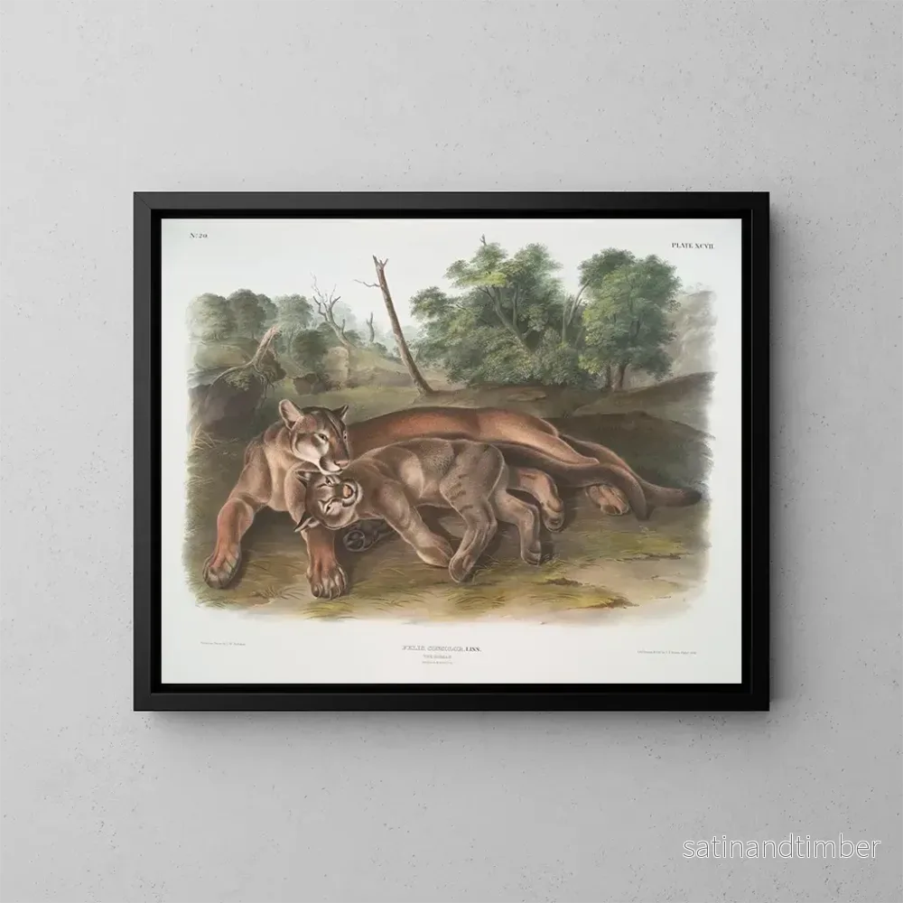Reproduktion av målningen Félin concolor, den unga honan av puman – John Woodhouse Audubon Reproduktion av målningen Félin concolor, den unga honan av puman – John Woodhouse Audubon