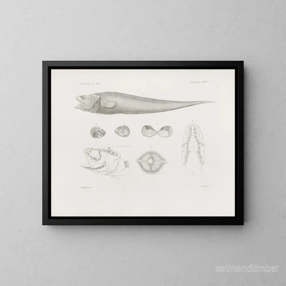Reproduktion av målningen Mémoires du Muséum de zoologie comparée de Harvard College Pl38 – Musée de Zoologie Comparée de l’Université Harvard Reproduktion av målningen Mémoires du Muséum de zoologie comparée de Harvard College Pl38 – Musée de Zoologie Comparée de l’Université Harvard