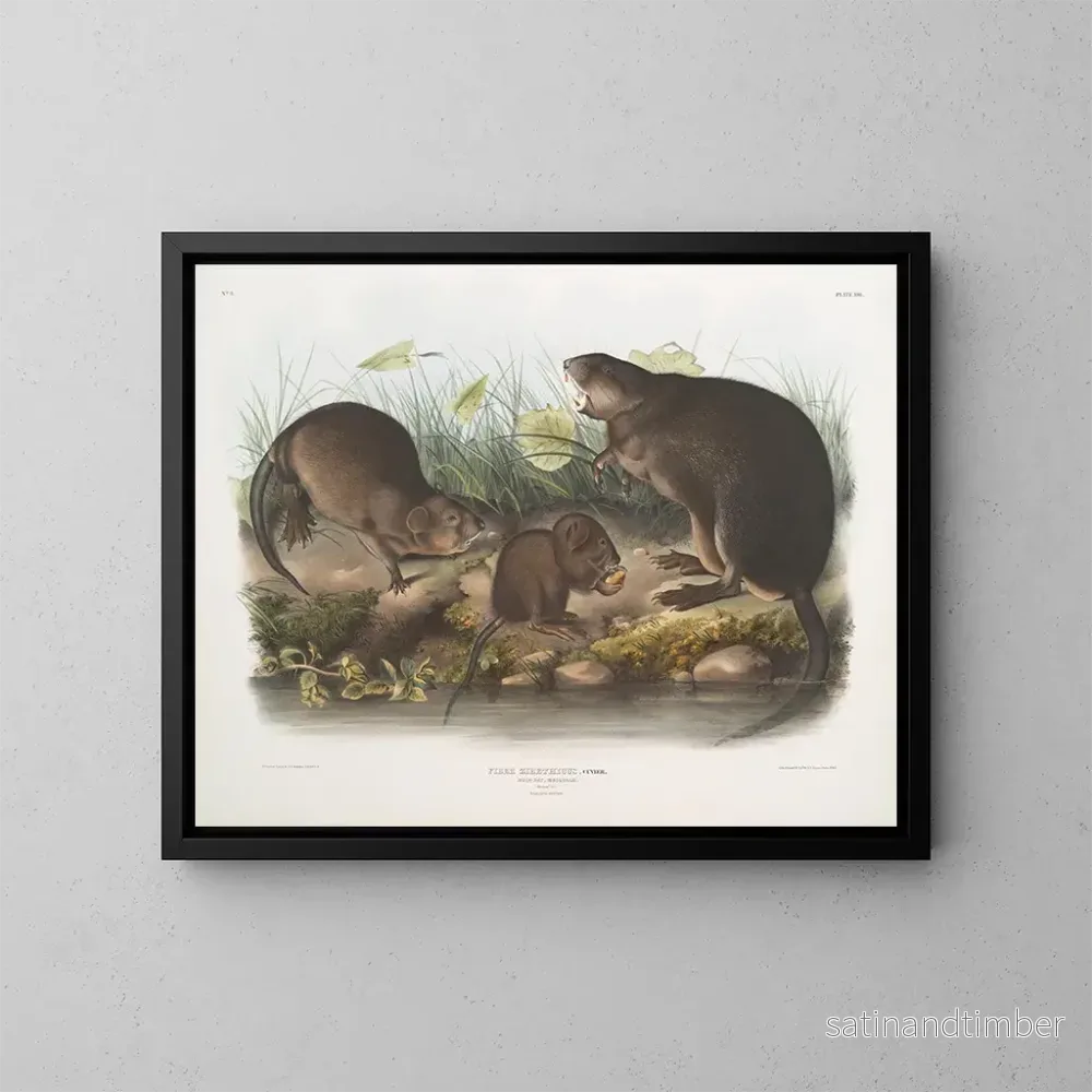 Reproduktion av målningen Rat musqué naturlig storlek gammal och ung - John Woodhouse Audubon