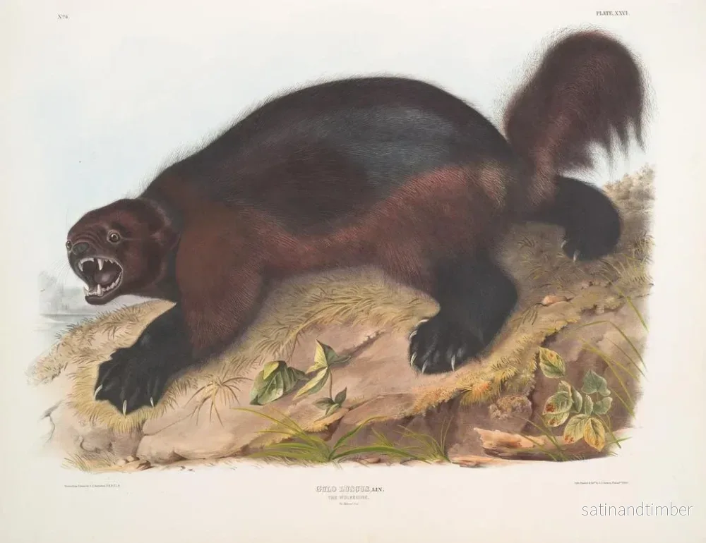 Reproduktion av målningen Gulo luscus, le glouton - John Woodhouse Audubon - Bild 2