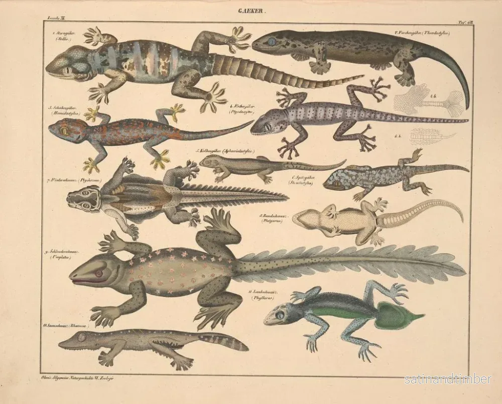 Reproduktion av målningen Illustrationer av den allmänna naturhistorien av Oken för alla tillstånd Pl114 - Lorenz Oken - Bild 2