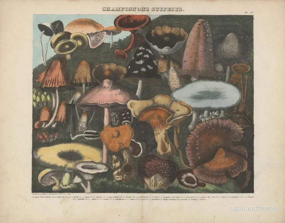 Reproduktion av målningen Atlas över misstänkta och giftiga ätbara svampar Pl04 - Michel Étienne Descourtilz - Bild 2