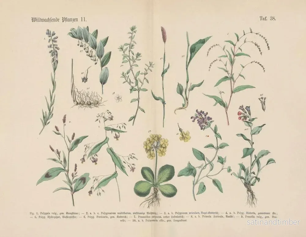 Reproduktion av målningen Manuel de botanique pratique en mots et en images Pl38 - Carl Hoffmann - Bild 2