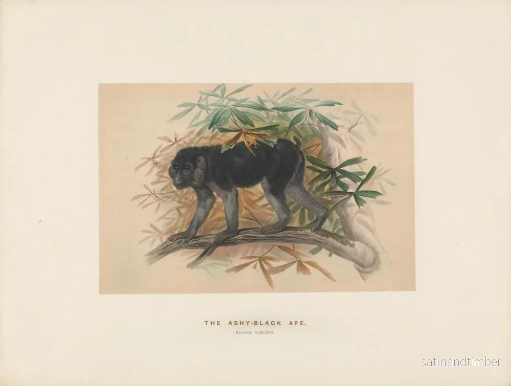 Reproduktion av målningen Le macaque noir cendré - Joseph Wolf - Bild 2