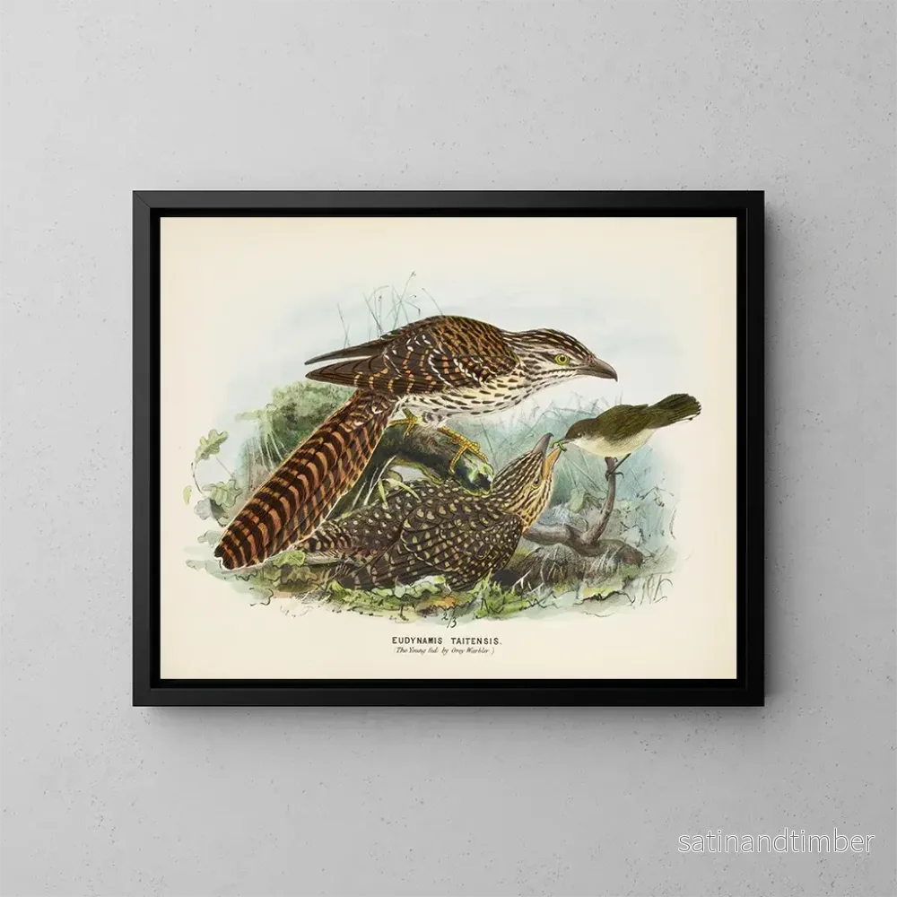 Reproduktion av målningen Den unge matas av gråtrasten - John Gerrard Keulemans