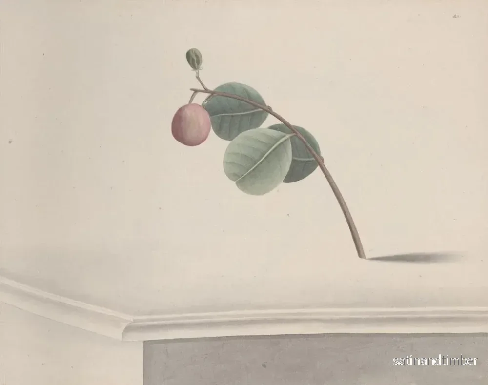 Reproduktion av målningen Histoire naturelle de Saint-Domingue Pl173 - René de Rabi - Bild 2