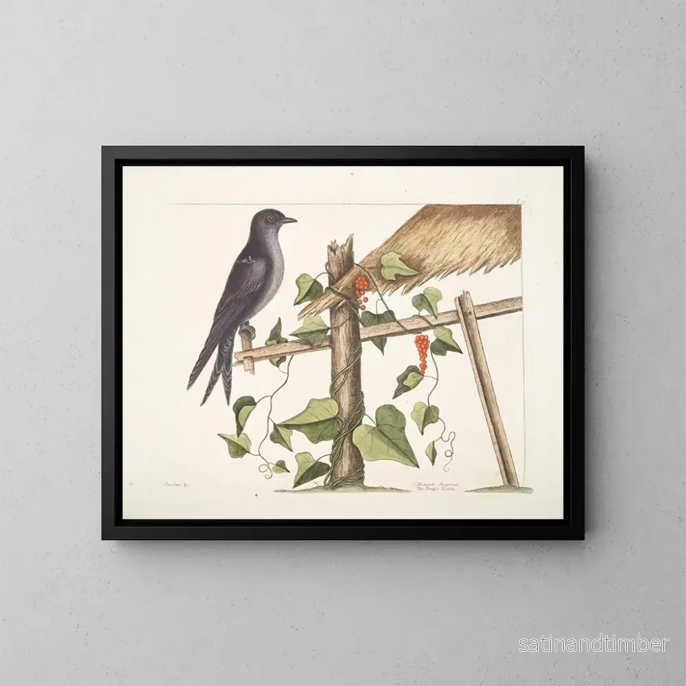 Reproduktion av målningen av Smilax c. Hirundo purpurea, den Purpursvala - Mark Catesby
