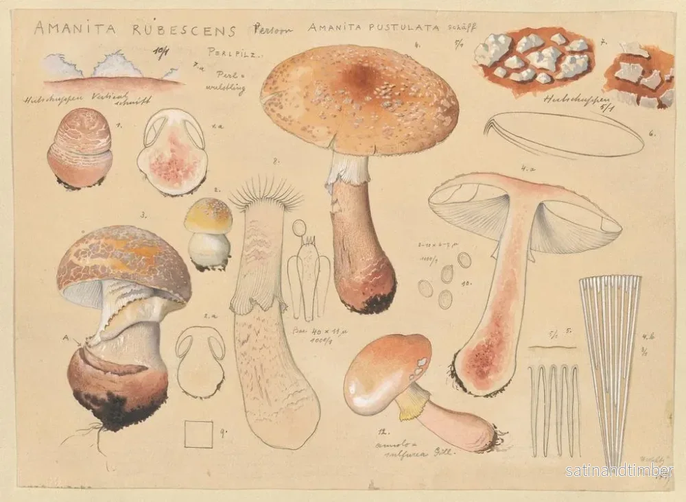 Reproduktion av målningen Amanite rubescente - Hans Baldung - Bild 2