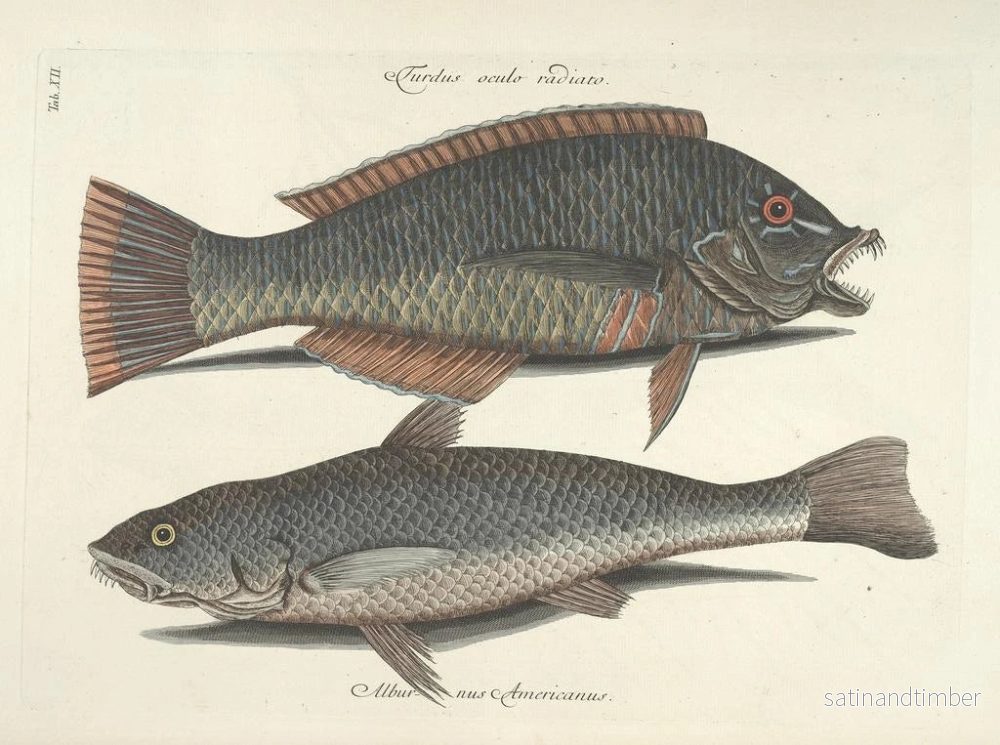 Reproduktion Bilder av fisk, ormar, insekter – Mark Catesby — plansch 012 - Bild 2
