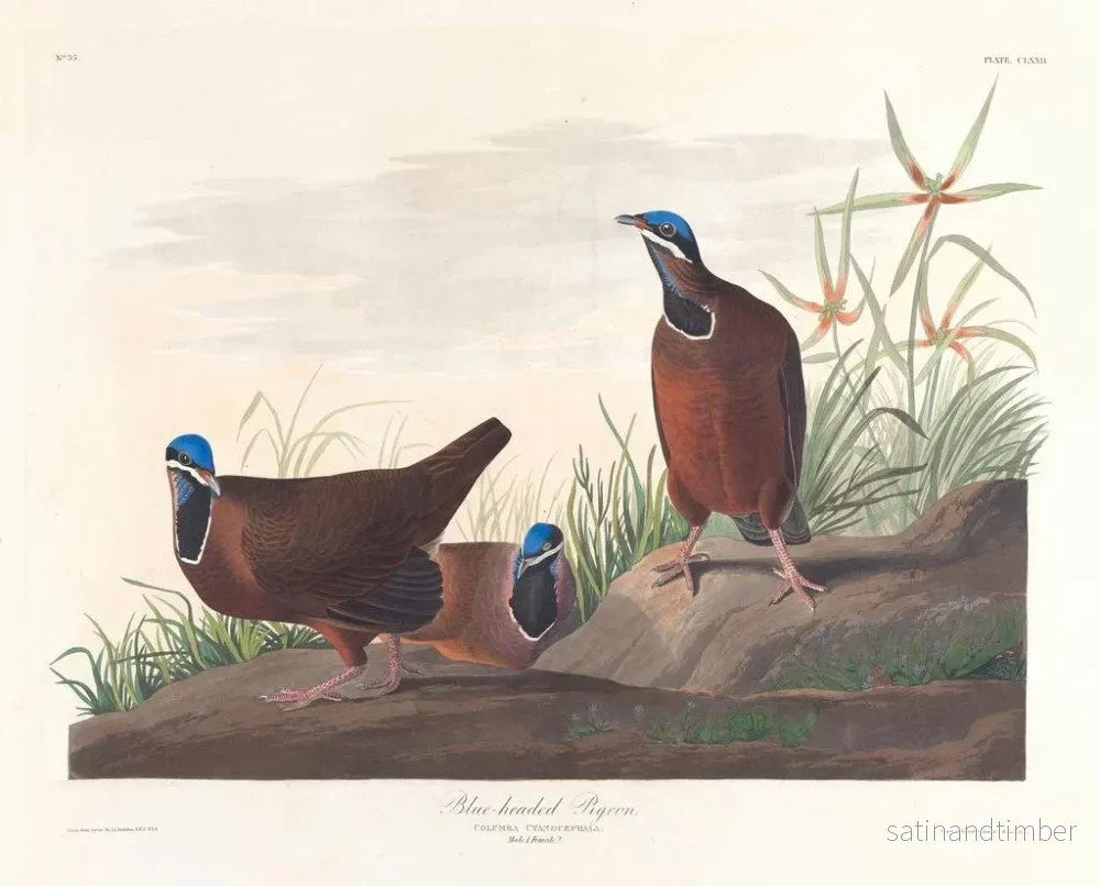 Reproduktion av målningen Pigeon à tête bleue - John James Audubon - Bild 2