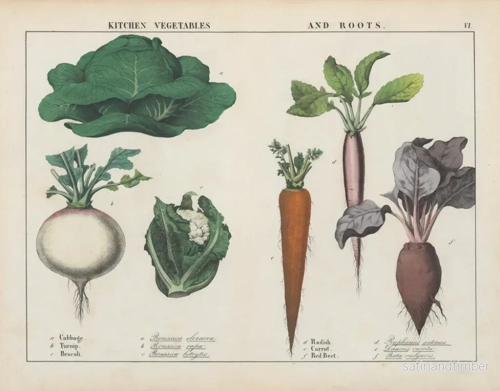 Reproduktion av målningen av köksgrönsaker och rotfrukter: kål, rotselleri, broccoli - Charlotte Mary Yonge - Bild 2