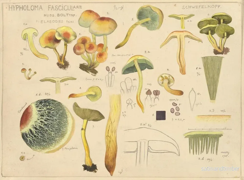 Reproduktion av målningen Hypholoma fasciculare - Hans Baldung - Bild 2