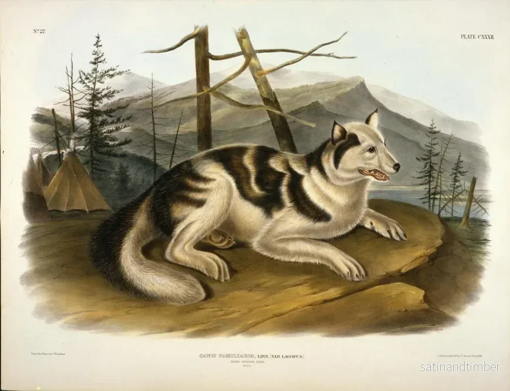 Reproduktion av målningen av den indiska hunden från Hare - John Woodhouse Audubon - Bild 2