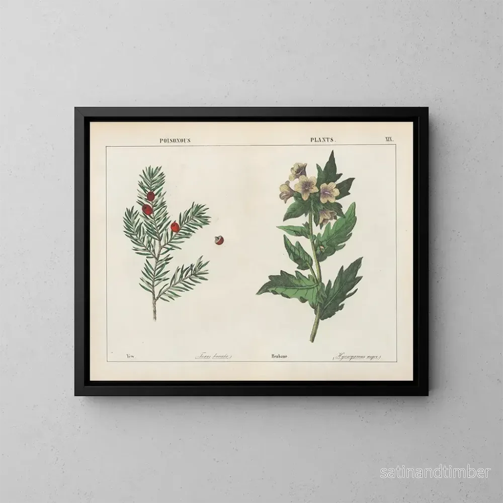 Reproduktion av målningen Växter som är giftiga: Ife och Belladonna - Charlotte Mary Yonge