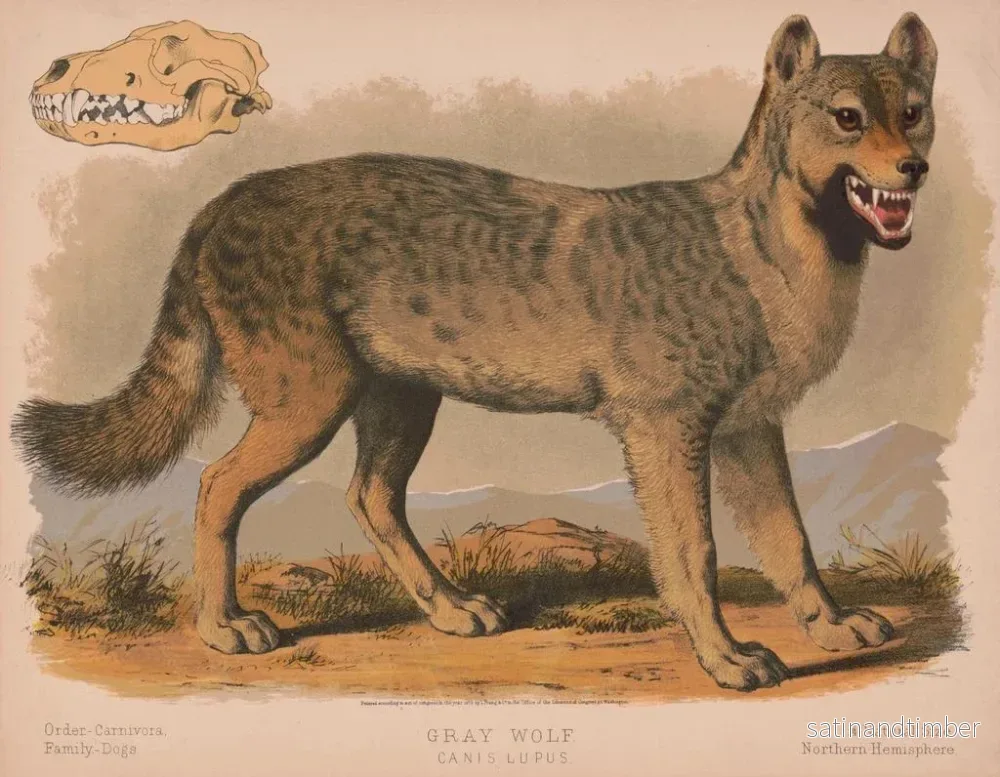 Reproduktion av målningen av grå varg Canis lupus - Louis Prang Co - Bild 2