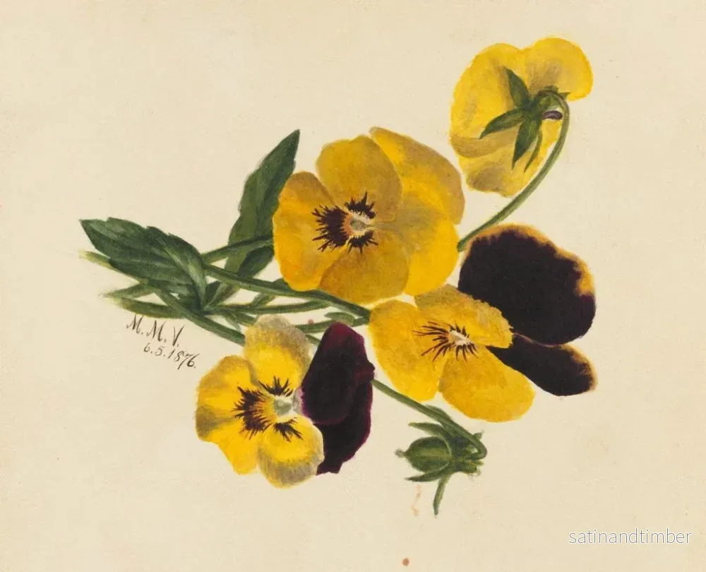 Reproduktion av målningen Pensées - Mary Vaux Walcott - Bild 2
