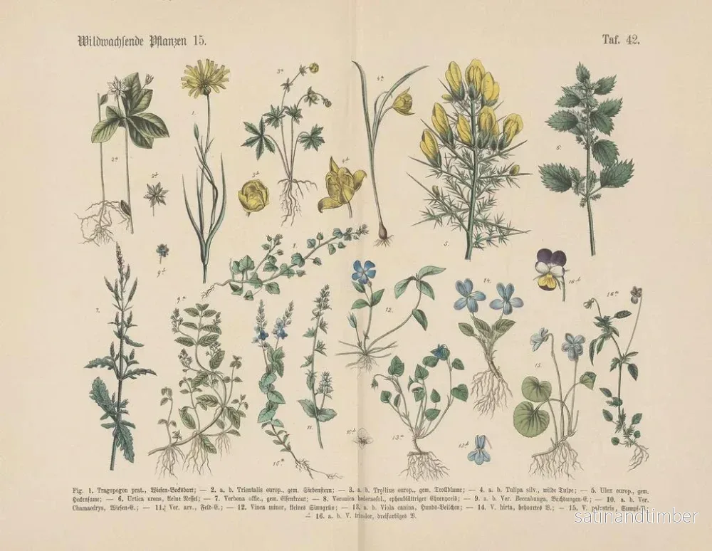 Reproduktion av målningen Manuel de botanique pratique en mots et en images Pl42 - Carl Hoffmann - Bild 2