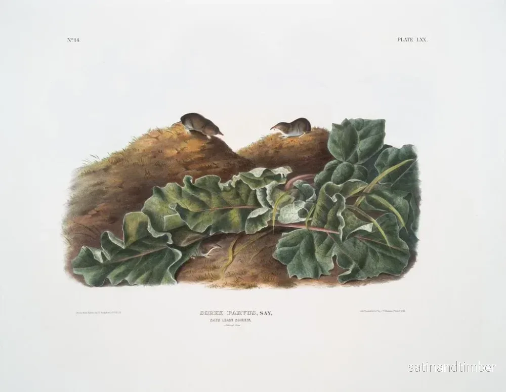 Reproduktion av målningen Sorex parvus, den östra jordhumlan, i naturlig storlek - John Woodhouse Audubon - Bild 2