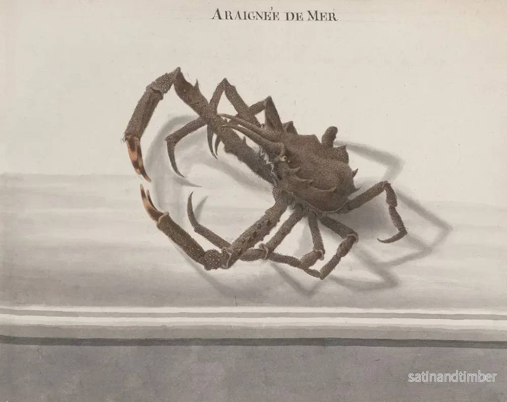 Reproduktion av målningen Histoire naturelle de Saint-Domingue Pl128 - René de Rabi - Bild 2