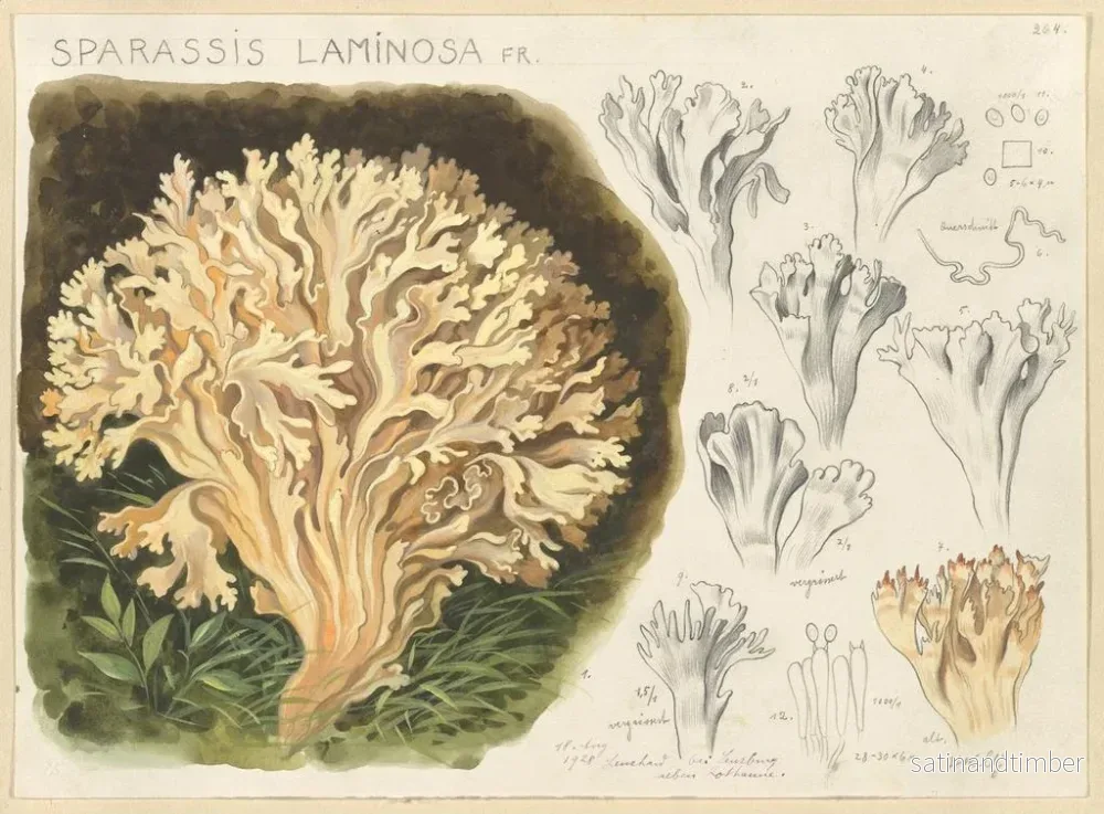 Reproduktion av målningen Sparassis laminosa - Hans Baldung - Bild 2