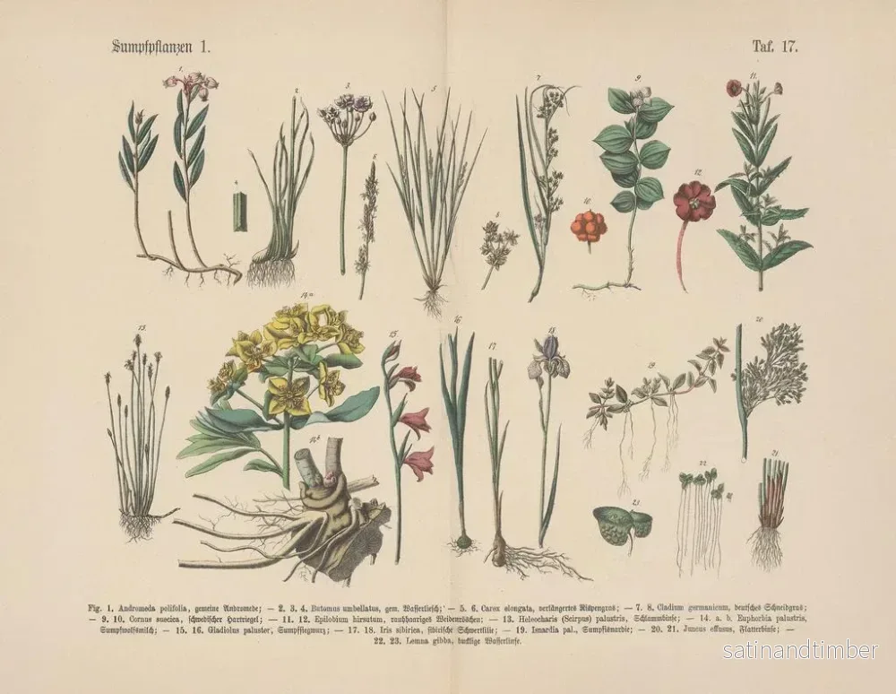 Reproduktion av målningen Manuel de botanique pratique en mots et en images Pl17 - Carl Hoffmann - Bild 2