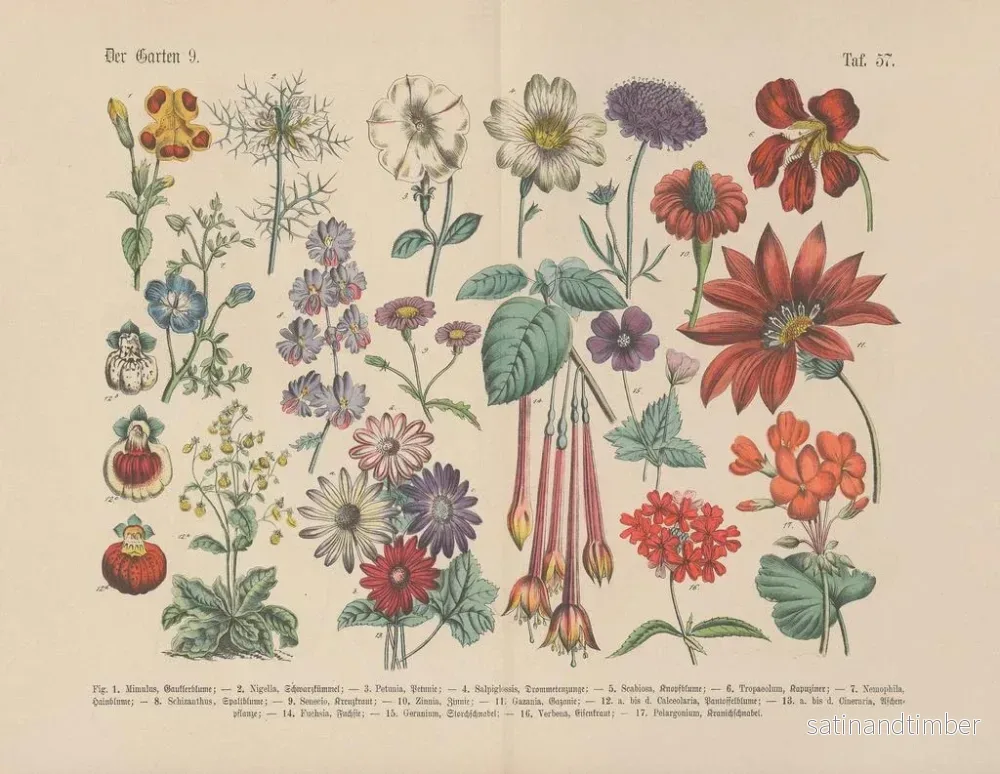 Reproduktion av målningen Manuel de botanique pratique en mots et en images Pl57 - Carl Hoffmann - Bild 2