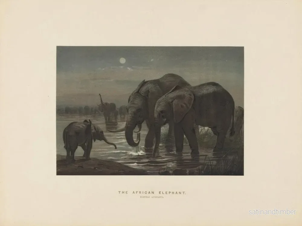 Reproduktion av målningen av Afrikansk elefant - Joseph Wolf - Bild 2
