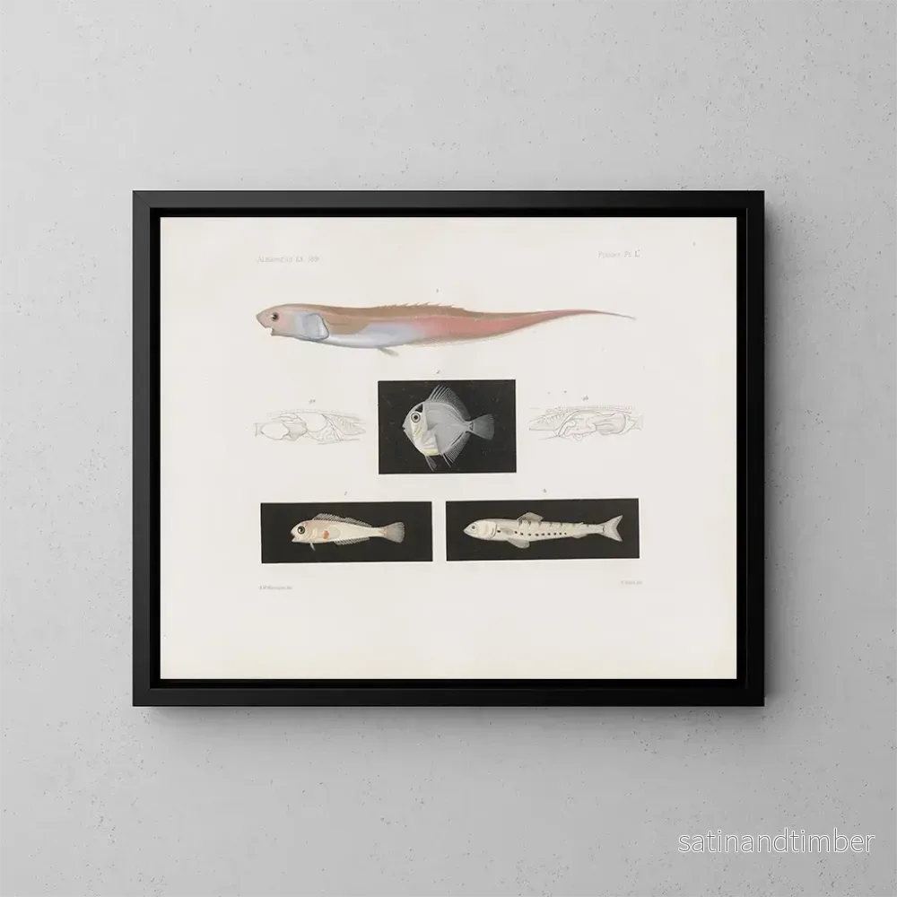 Reproduktion av målningen Mémoires du Muséum de zoologie comparée de Harvard College Pl95 – Musée de Zoologie Comparée de l’Université Harvard Reproduktion av målningen Mémoires du Muséum de zoologie comparée de Harvard College Pl95 – Musée de Zoologie Comparée de l’Université Harvard