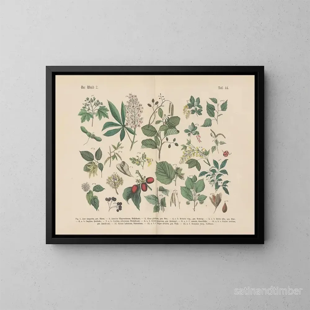 Reproduktion av målningen Manuel de botanique pratique en mots et en images Pl44 - Carl Hoffmann