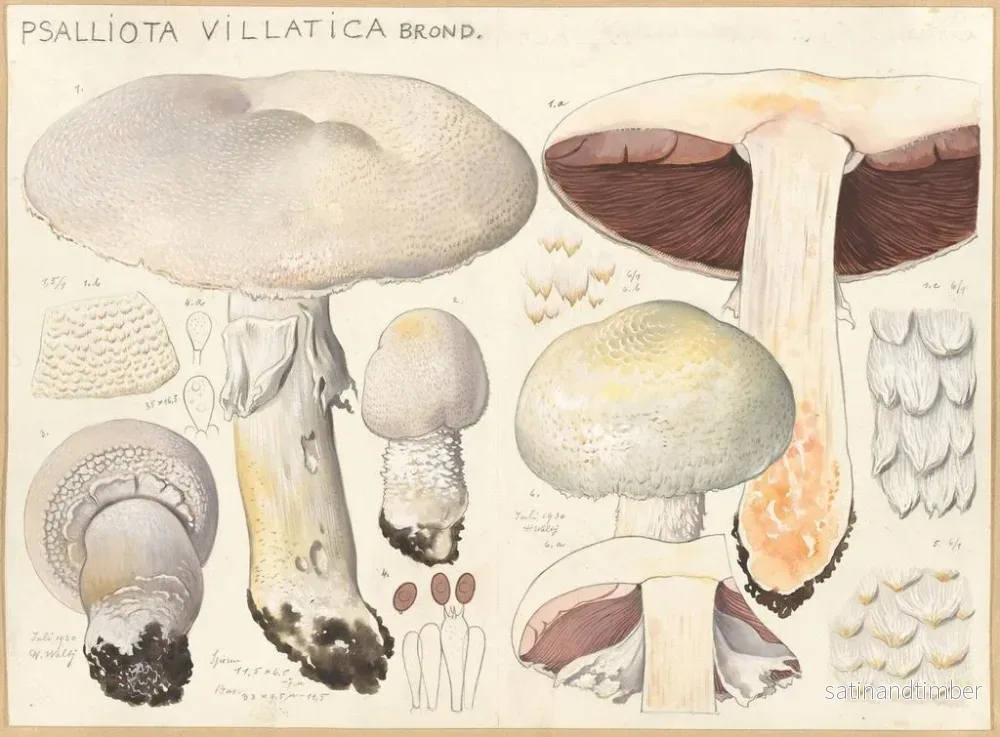 Reproduktion av målningen Psalliota villatica - Hans Baldung - Bild 2